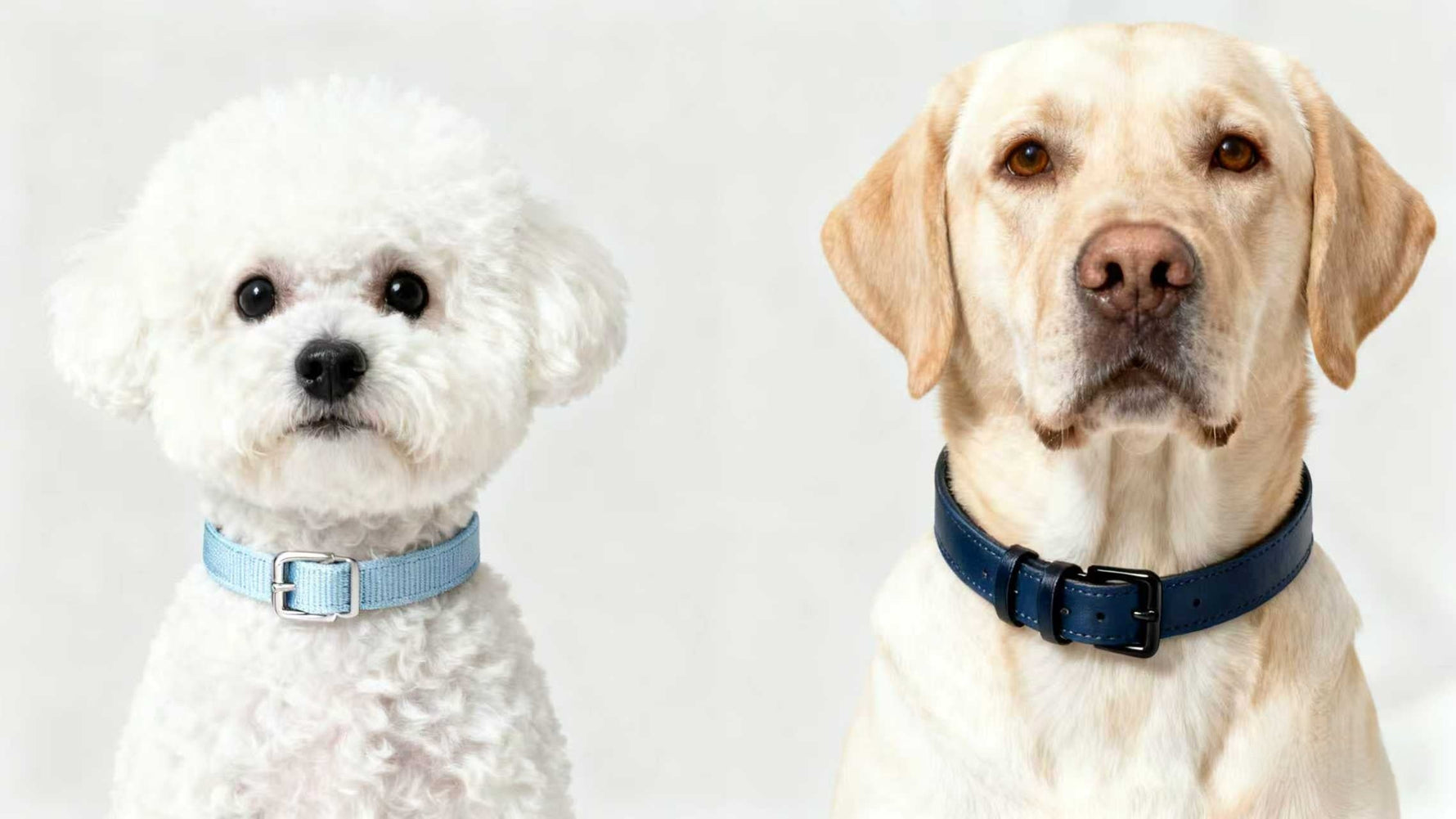 How to Choose the Perfect Dog Collar for Comfort and Safety