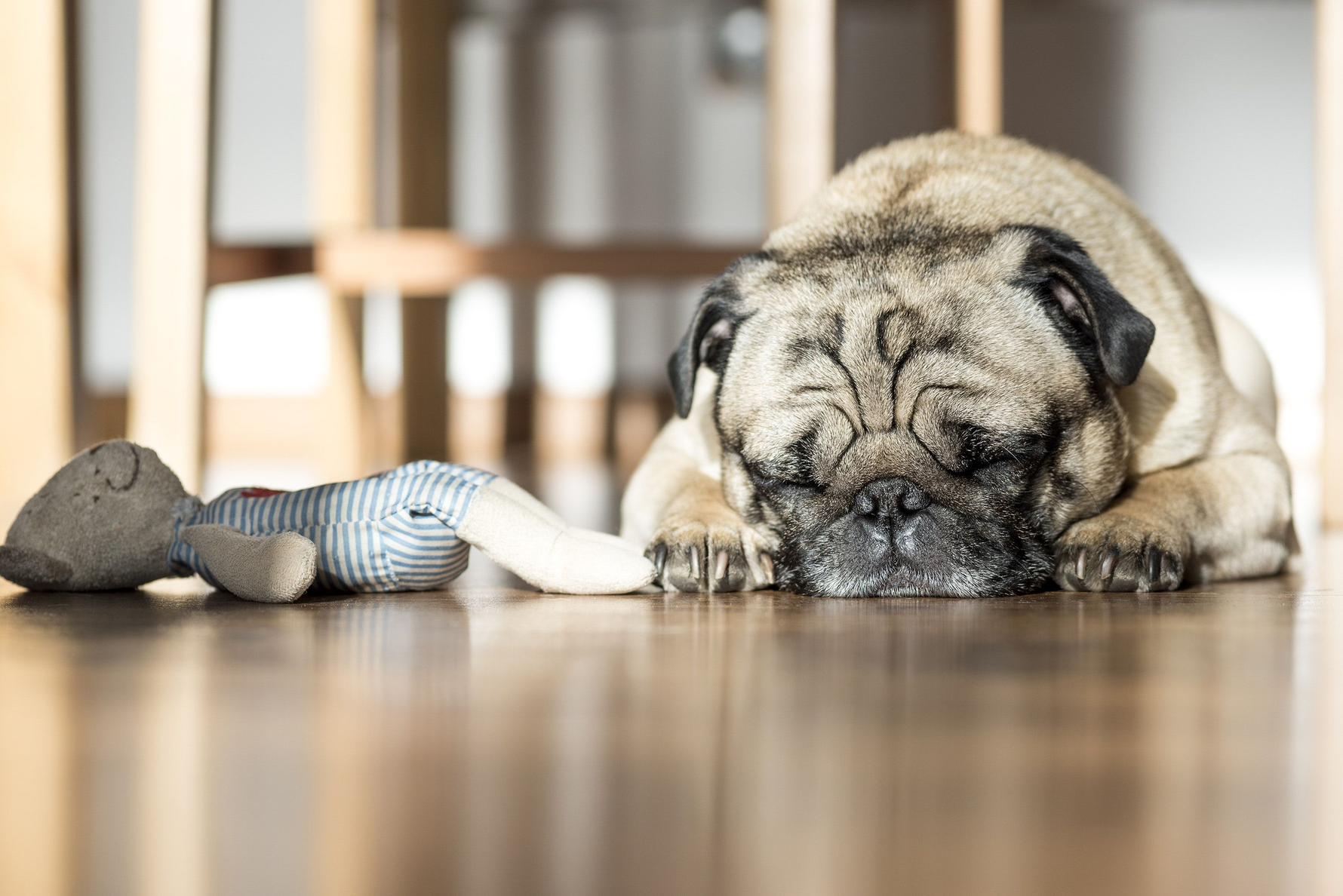 The Doggy Blues: Understanding and Helping Your Dog Through Depression