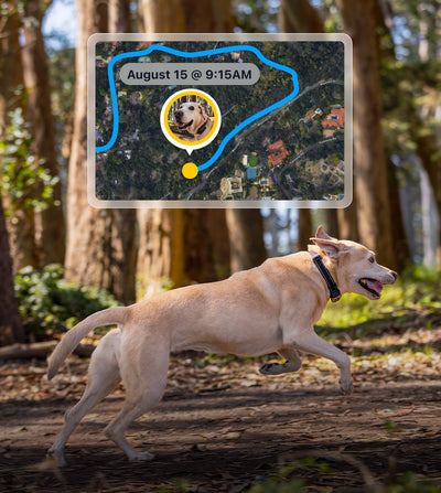 GPS Live Tracking