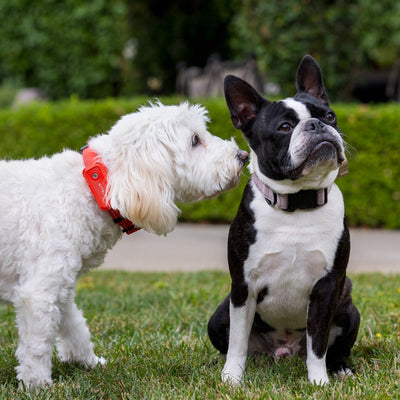 Manage Multiple Dogs
